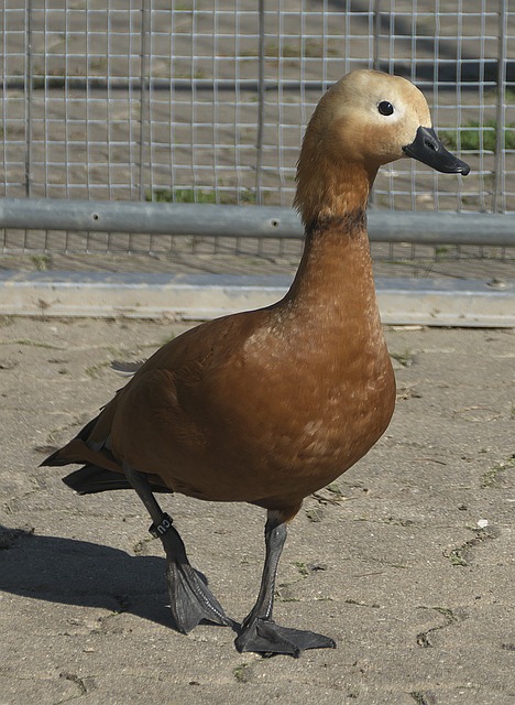 泰伦